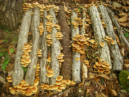 paddenstoelen op stammetjes