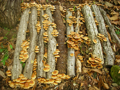 nameko on logs