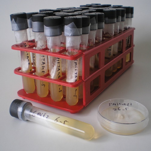 mycelium op agar in cultuurbuis