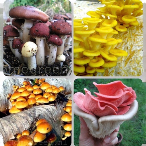 vierluik met shiitake, zomeroesterzwam, konings oesterzwam en stropharia