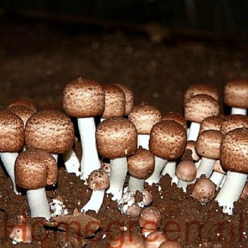 amandel champignon op compost