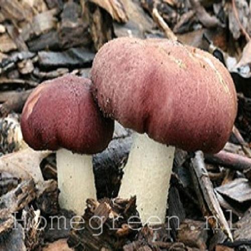 king stropharia op houtsnippers