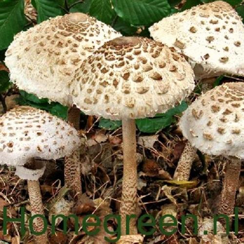 grote parasolzwam op bosgrond