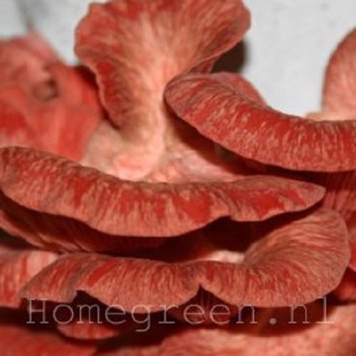 roze oesterzwam tros