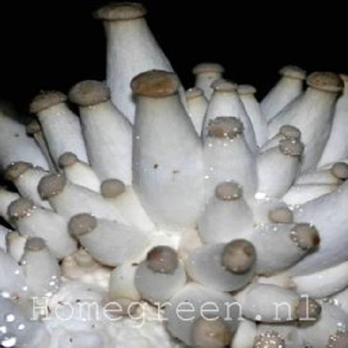 konings oesterzwam tros