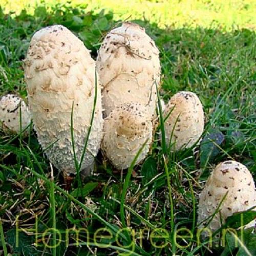 geschubde inktzwam in het gras