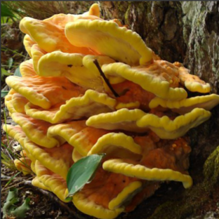 Chicken of the woods 100 Dowels