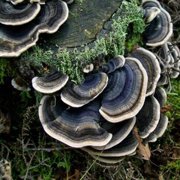 Gewoon elfenbankje Trametes versicolor 100 Deuvels 